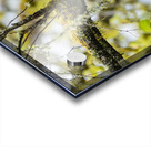 Barred Owl Acrylic print