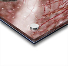 Northern Hawk Owl Acrylic print