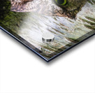 Western Screech Owl Acrylic print