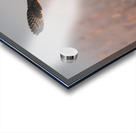 Short-eared Owl Acrylic print