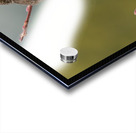 Northern Pygmy Owl Acrylic print