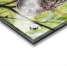 Barred Owl Acrylic print