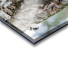 Western Screech Owl Acrylic print