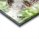Barred Owl Acrylic print