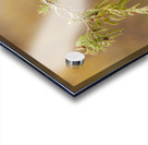 Northern Pygmy Owl Acrylic print