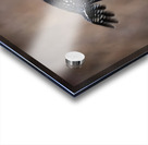 Northern Hawk Owl Acrylic print