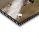 Northern Pygmy Owl Acrylic print