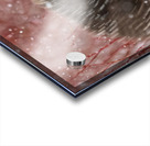 Northern Hawk Owl Acrylic print