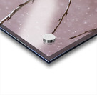 Northern Hawk Owl Impression Acrylique