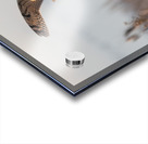 Short-eared Owl Acrylic print