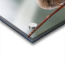 Northern Pygmy Owl Acrylic print