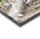 Western Screech Owl Acrylic print