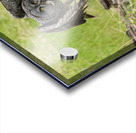 Great Gray Owl Acrylic print