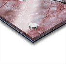 Northern Hawk Owl Acrylic print