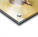 Northern Pygmy Owl Acrylic print