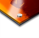 Short-eared Owl Acrylic print