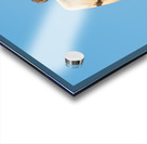 Short-eared Owl Acrylic print