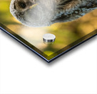 Barred Owl Acrylic print