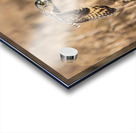 Short-eared Owl Acrylic print