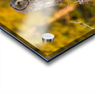 Great Gray Owl Acrylic print