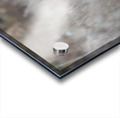 Short-eared Owl Acrylic print