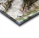 Western Screech Owl Acrylic print