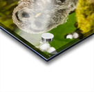 Barred Owlet Acrylic print