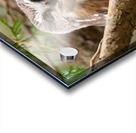 Northern Saw-Whet Owl Acrylic print