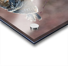 Northern Hawk Owl Acrylic print