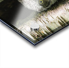 Western Screech Owlet Acrylic print