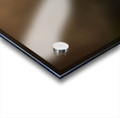 Northern Hawk Owl Acrylic print