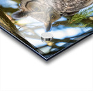 Great Horned Owl Impression Acrylique