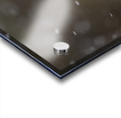 Northern Pygmy Owl Acrylic print