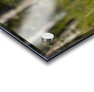 Great Gray Owl Acrylic print