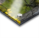 Great Gray Owl Acrylic print