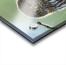 Northern Pygmy Owl Acrylic print