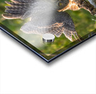 Great Gray Owlet Acrylic print