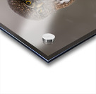 Northern Pygmy Owl Acrylic print