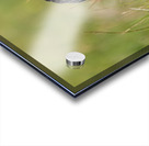 Great Gray Owl Acrylic print