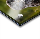 Great Gray Owl Acrylic print