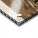 Snowy Owl Acrylic print