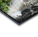 Great Gray Owl Acrylic print