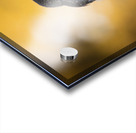 Northern Pygmy Owl Acrylic print