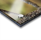 Northern Pygmy Owl Acrylic print