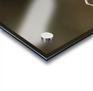 Northern Pygmy Owl Acrylic print