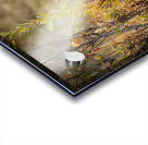 Great Gray Owl Acrylic print