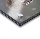 Northern Pygmy Owl Acrylic print