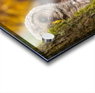 Barred Owlet Acrylic print