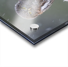 Northern Pygmy Owl Acrylic print