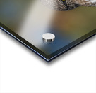 Northern Pygmy Owl Acrylic print